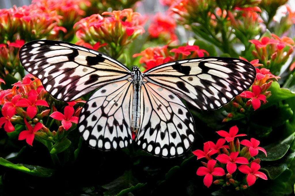 Beautiful Butterfly on top of flowers in a garden.