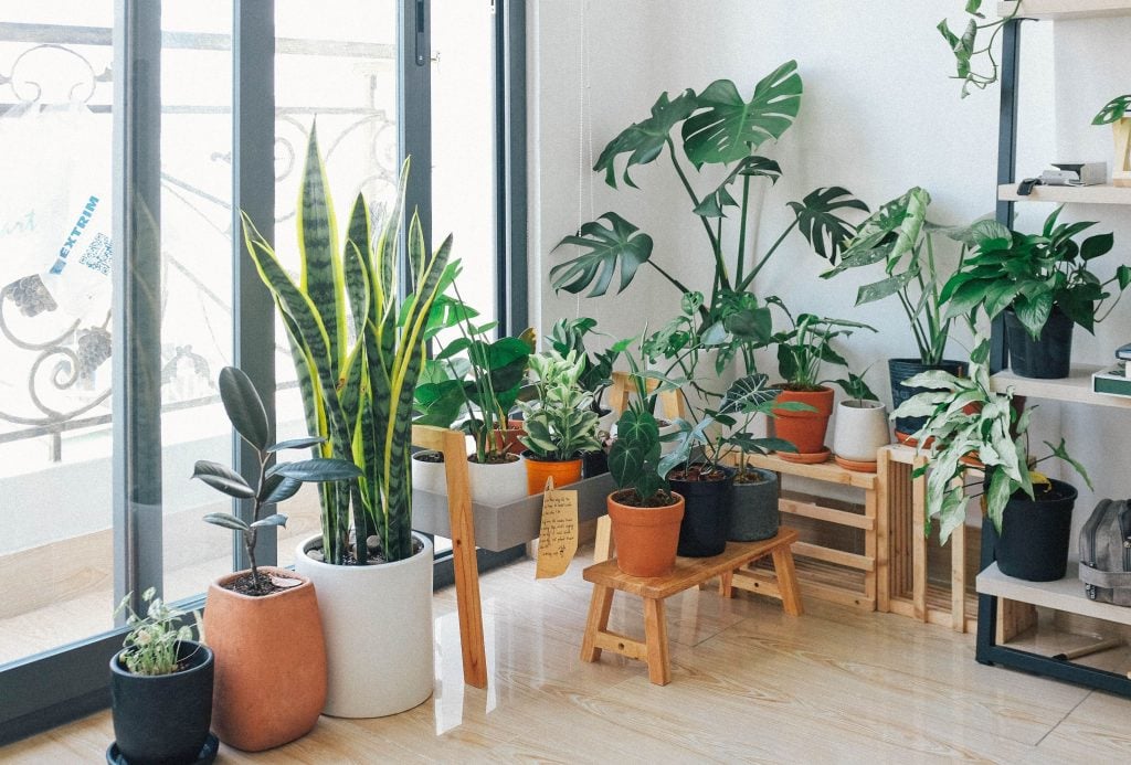 Indoor Plants can be grown in a condominium | Affordable Condo Philippines
