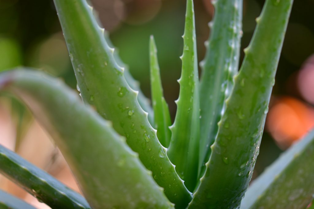 Aloe Vera - Best Indoor Plant to Purify Air | Camella Manors