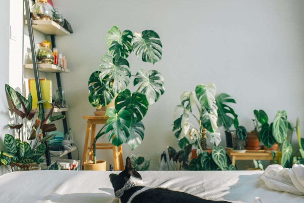 Best Indoor Plants to Purify Air Inside Living Area | Affordable Condo Philippines | Camella Manors