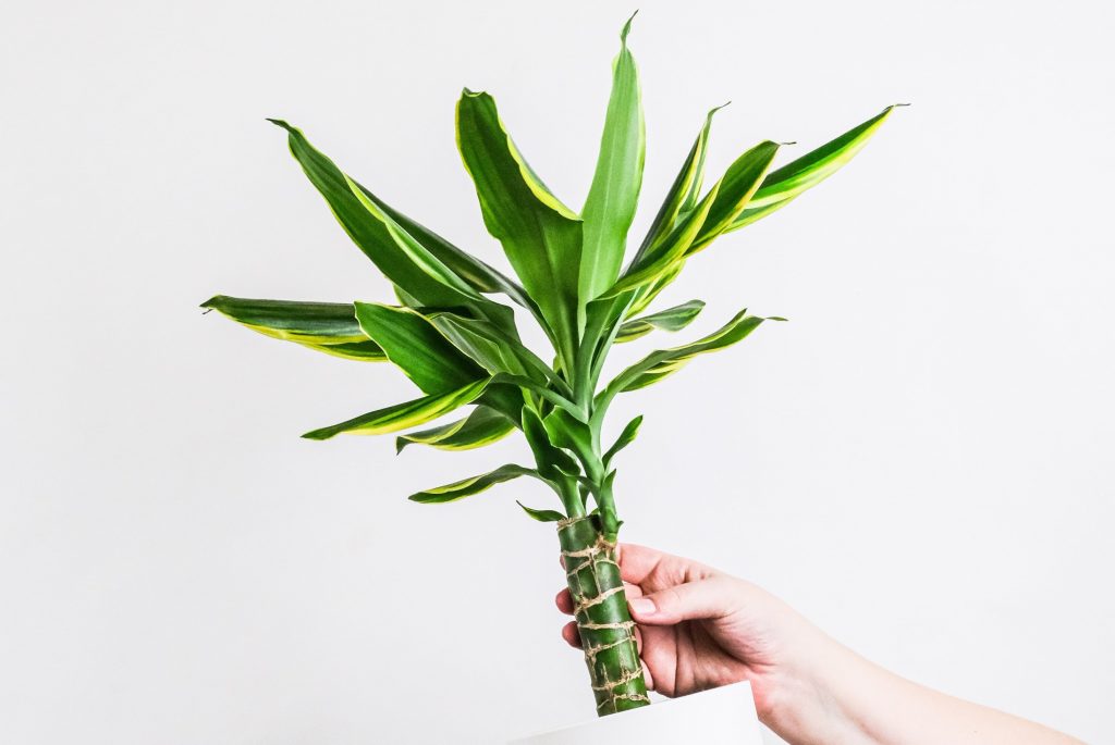 Dracaena Plant-Best Indoor Plant to Purify Air | Camella Manors