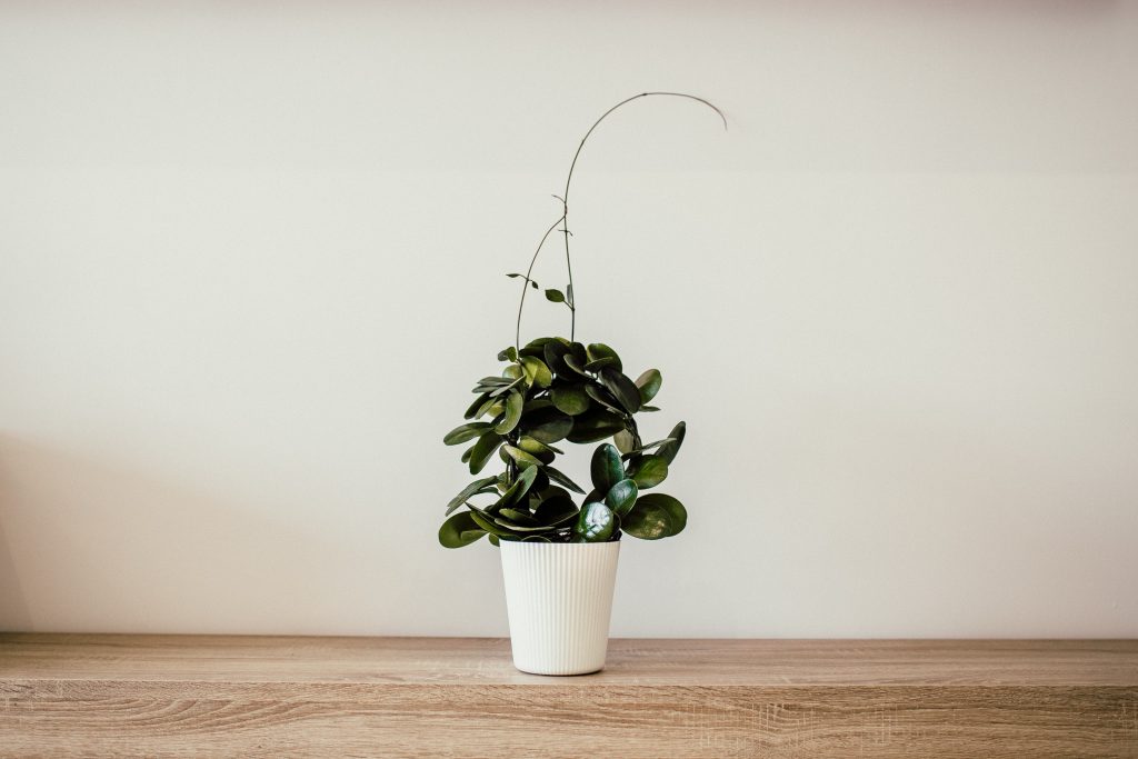 House Plant Spot You forget to Clean Inside Your Unit | Camella Manors