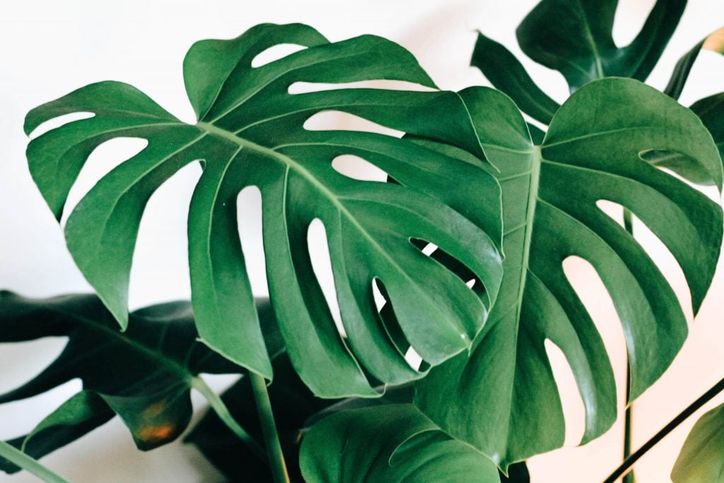 Monstera Plant-Best Indoor Plant to Purify Air | Camella Manors