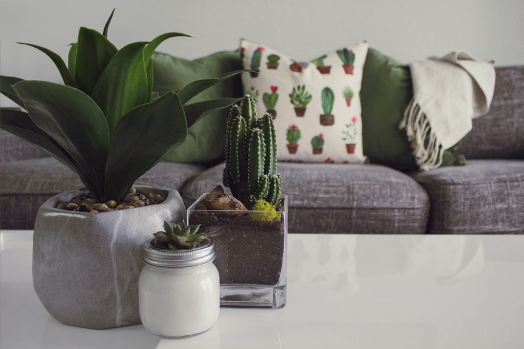 Most Popular Indoor Plants for your Condo | Affordable Condo Philippines | Camella Manors