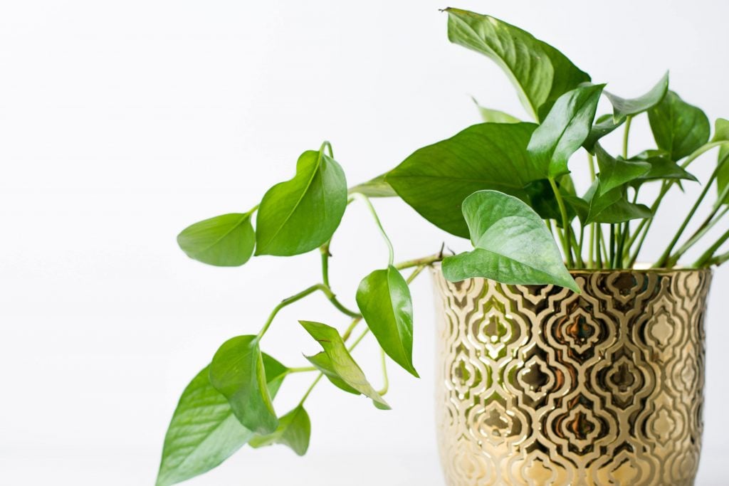 Pothos - Best Indoor Plant to Purify Air | Camella Manors