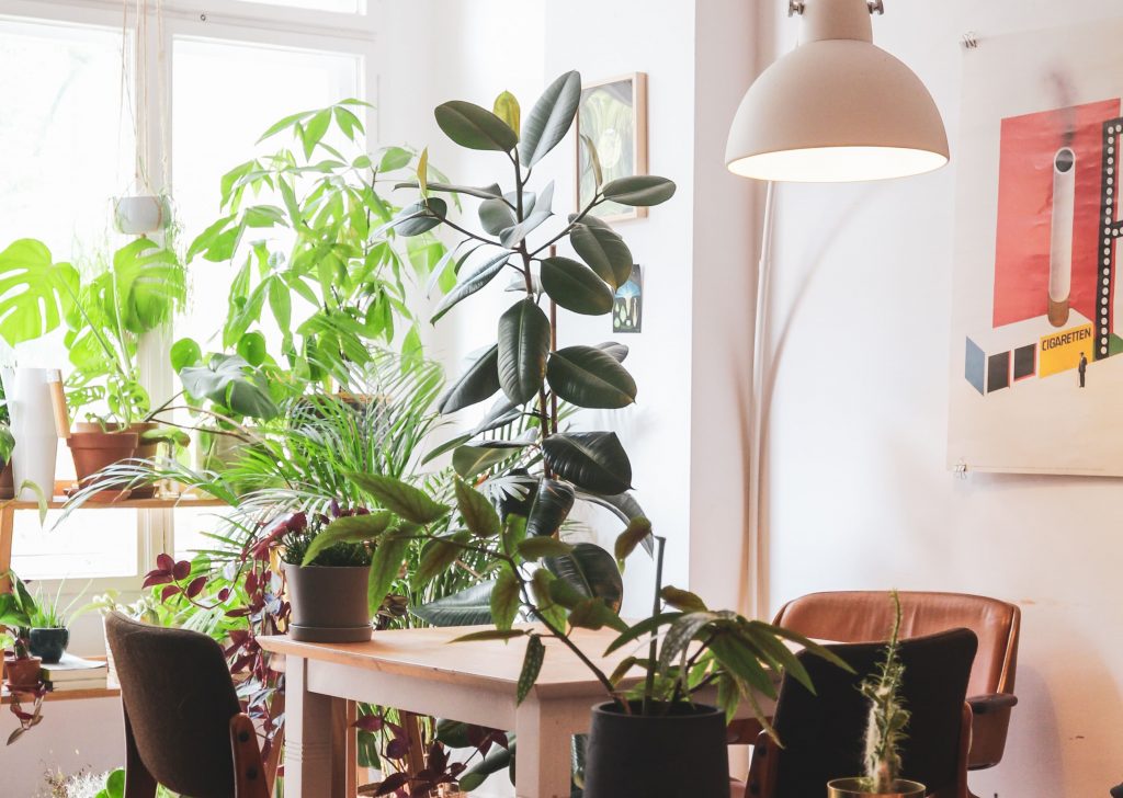 Natural Indoor Plants Bohemian Interior Style