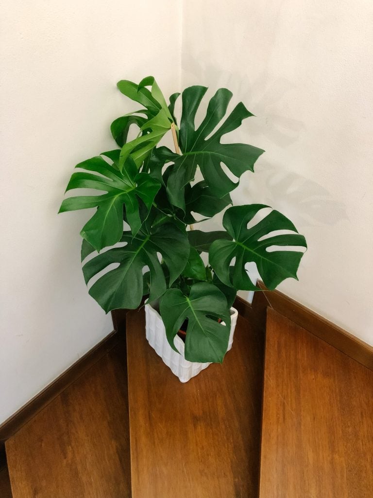The Instagrammable Indoor Plant you can have in your condo is a Montsera - Camella Manors