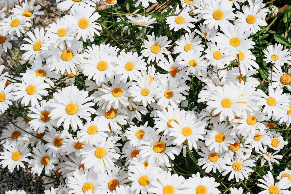 Daisies | Popular Flowers on All Souls Day