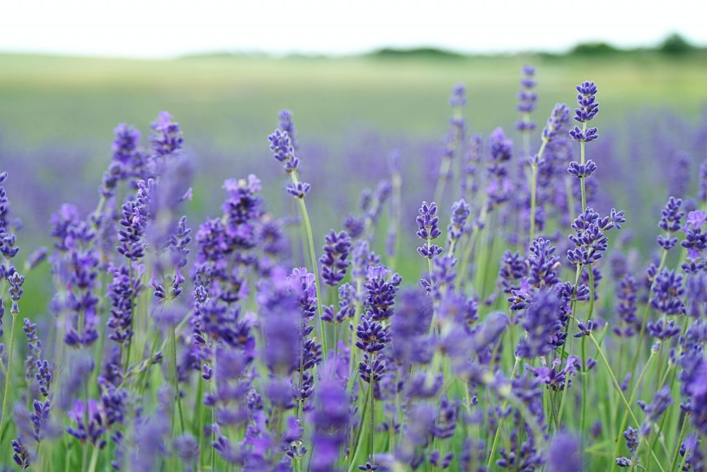 Lavender | Popular Flowers on All Souls Day