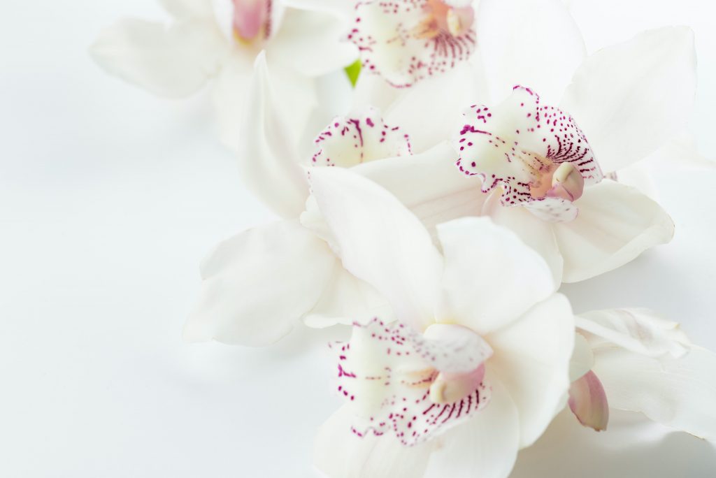 Orchids | Popular Flowers on All Souls Day