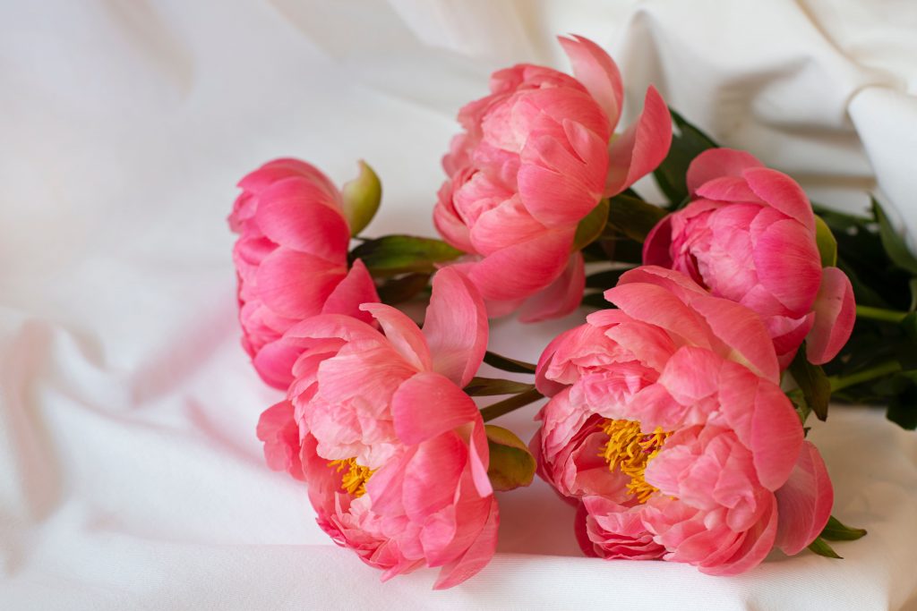 Peony Flowers | Popular Flowers on All Souls Day