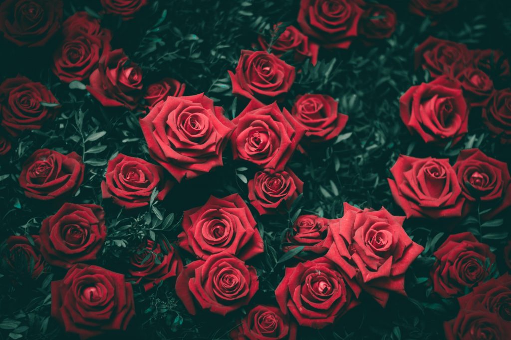 Red Roses | Popular Flowers on All Souls Day